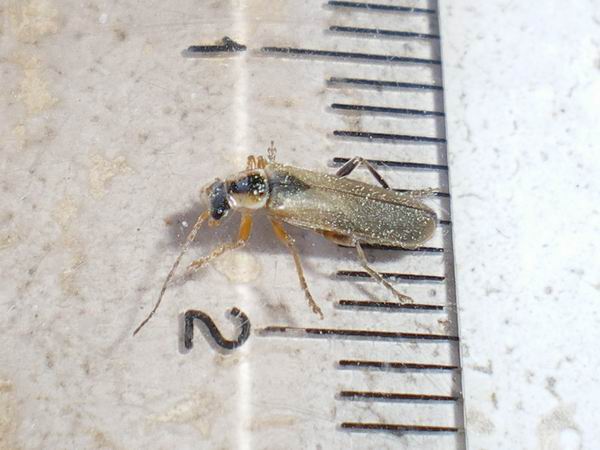 Cantharis decipiens: la metamorfosi